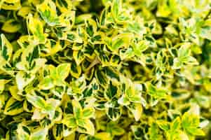 Foto grátis close up shot da vibrante planta do fuso da fortuna em amarelo e verde