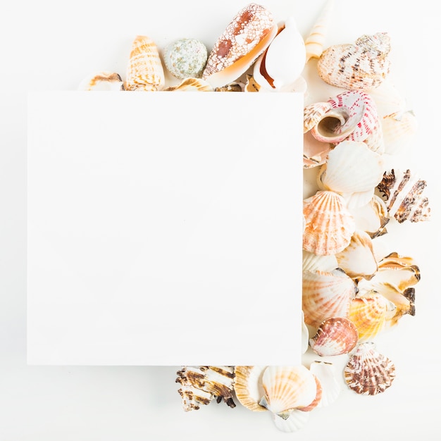 Close-up, tiro, folha papel, perto, seashells