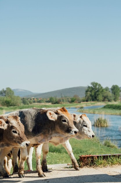 Close-up, vacas, andar, ligado, estrada sujeira