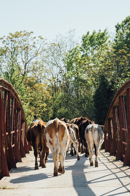 Foto grátis close-up, vacas, andar, ligado, ponte velha