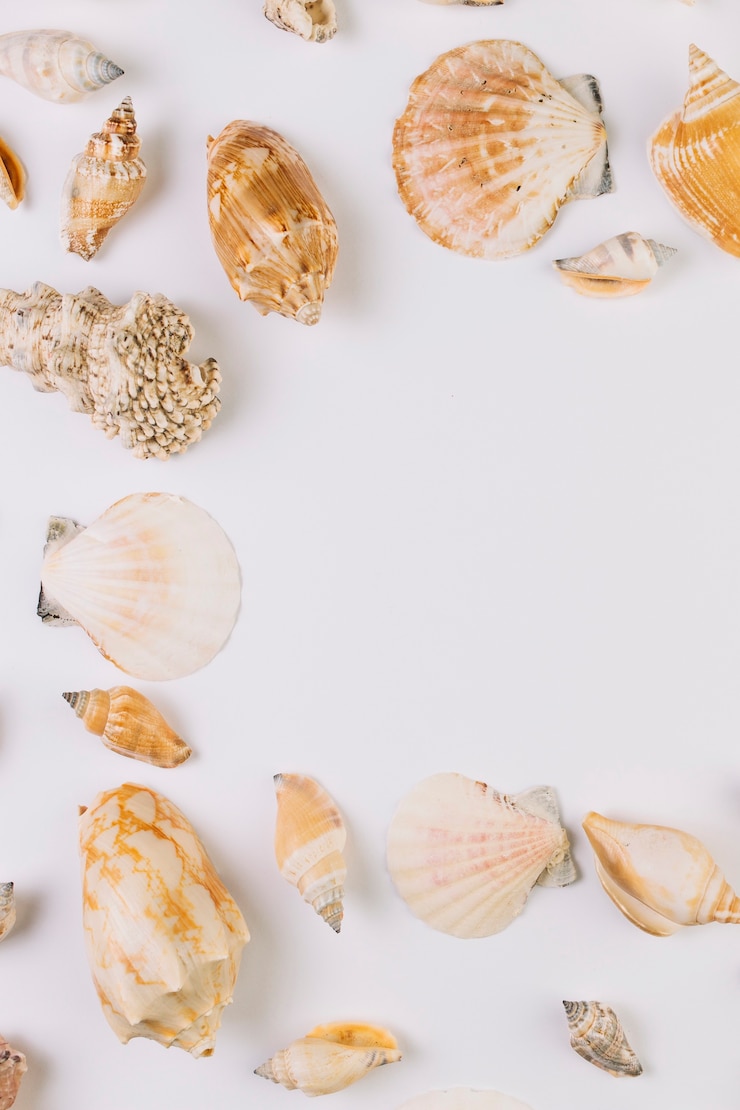 Foto grátis close-up, vários, seashells
