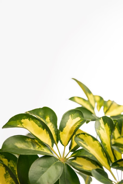 Foto grátis close-up verde folhas com espaço de cópia