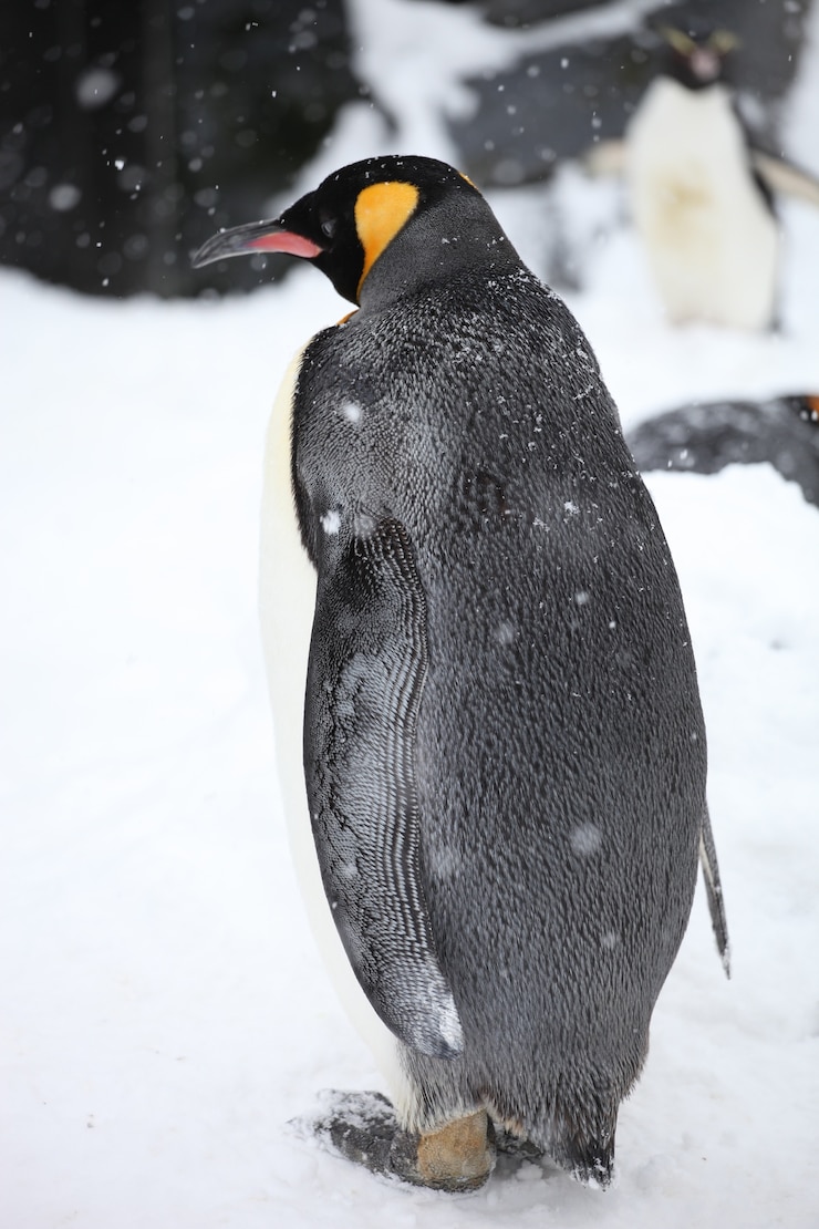 Foto grátis close-up vertical de um pinguim-rei de pé no chão coberto de neve