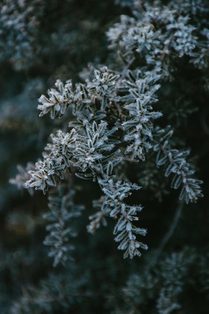 Foto grátis close vertical de galhos congelados de uma árvore verde durante o inverno