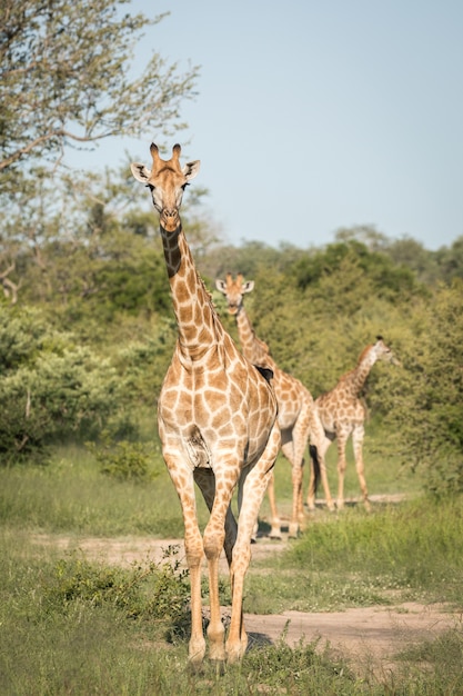 Close vertical de girafas fofas caminhando entre as árvores verdes no deserto