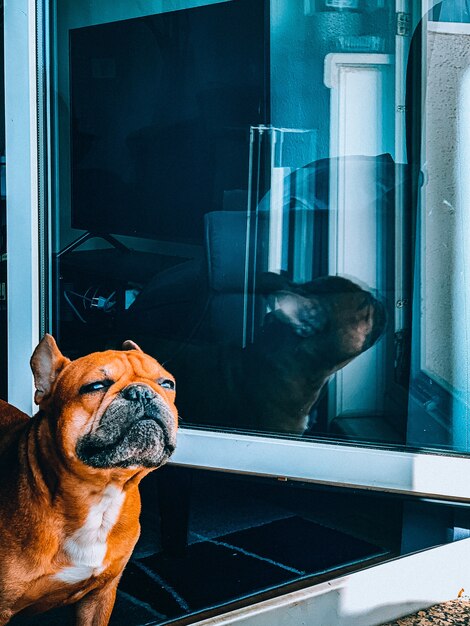 Close vertical de um bulldog marrom olhando pela janela