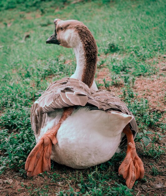 Foto grátis close vertical de um ganso sentado na grama - perfeito para o fundo