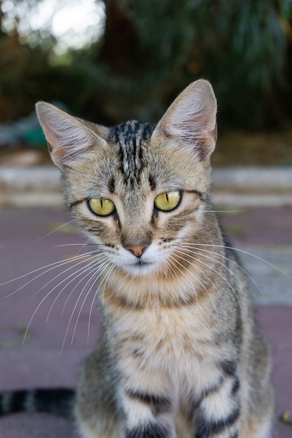 Foto grátis close vertical de um gato cinza olhando para a câmera com seus olhos verdes