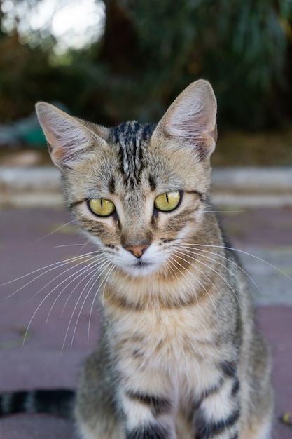 Close vertical de um gato cinza olhando para a câmera com seus olhos verdes