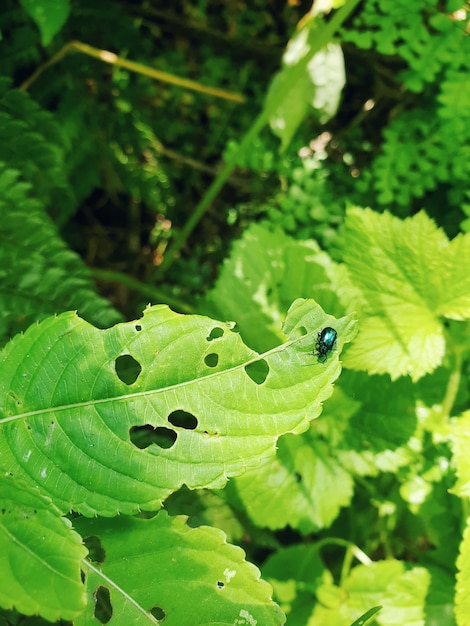 Close vertical de um inseto azul sentado em uma folha verde