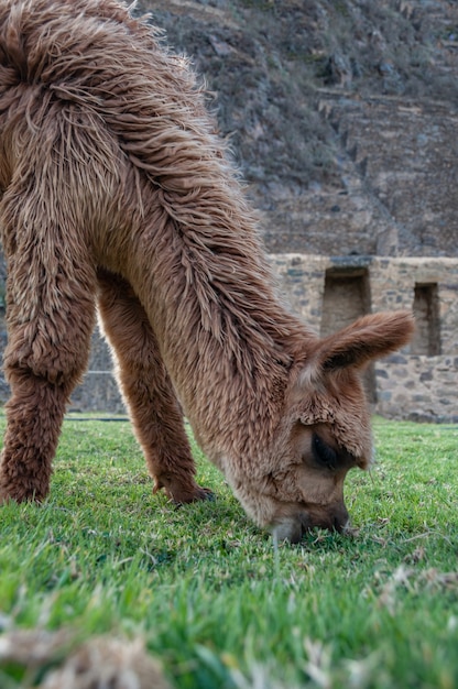 Close vertical de um lhama marrom fofo comendo grama