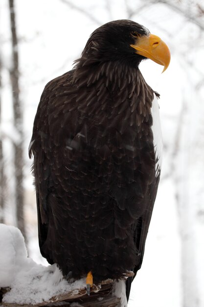 Close vertical de uma águia-marinha de Steller em pé na madeira coberta de neve em Hokkaido