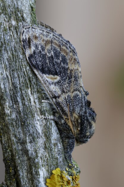 Close vertical de uma borboleta se camuflando no tronco de uma árvore