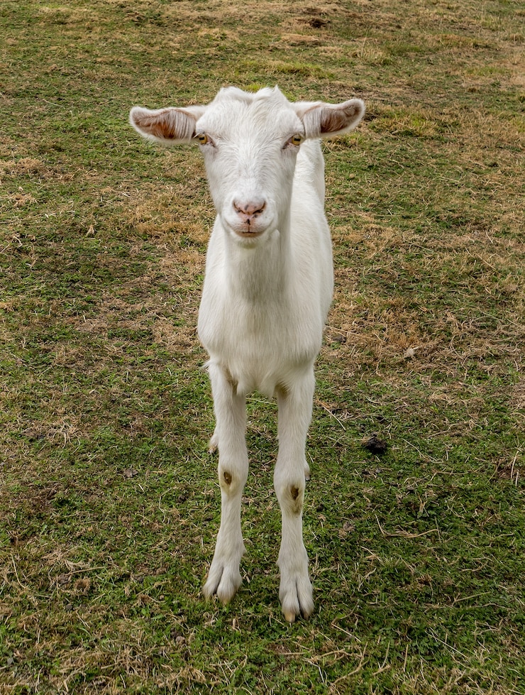 Foto grátis close vertical de uma cabra branca domesticada olhando para a câmera
