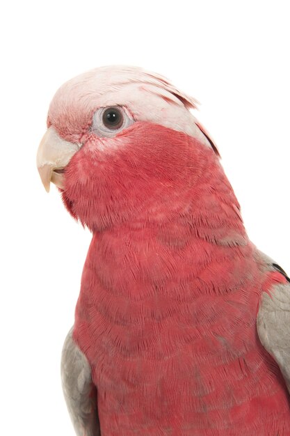 Close vertical de uma cacatua de peito vermelho isolada na superfície branca