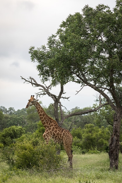 Close vertical de uma girafa fofa caminhando entre as árvores verdes no deserto