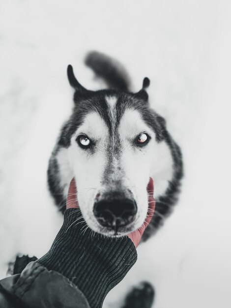 Close vertical de uma mão humana segurando o rosto de um cão husky