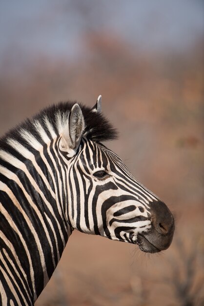 Close vertical de uma zebra