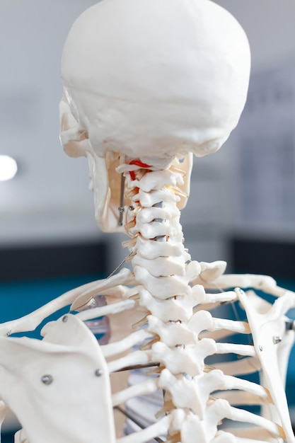 Closeup da espinha dorsal de um esqueleto do corpo humano em pé no escritório vazio do hospital sem ninguém durante a consulta médica. Sala de exames equipada com instrumento profissional. Tiro de costas