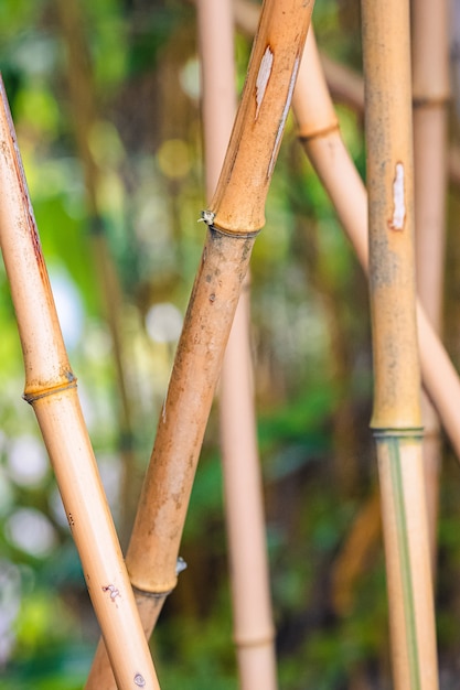 Foto grátis closeup de bambu sob a luz do sol com um fundo desfocado