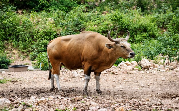 Closeup de banteng no zoológico