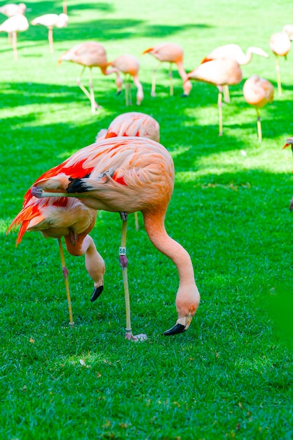 Foto grátis closeup de belo grupo flamingo à procura de comida na grama