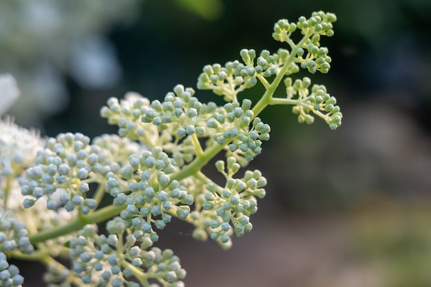 Closeup de botões de sabugueiro em um jardim