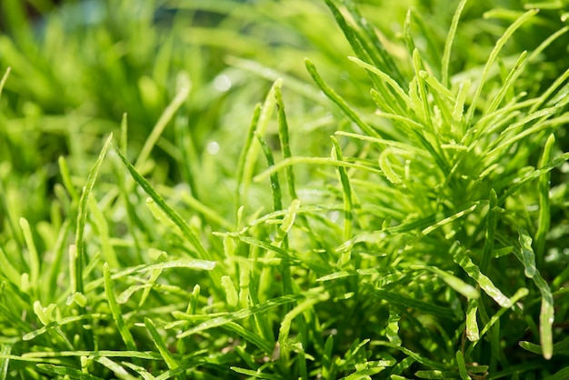 Closeup, de, campo grama