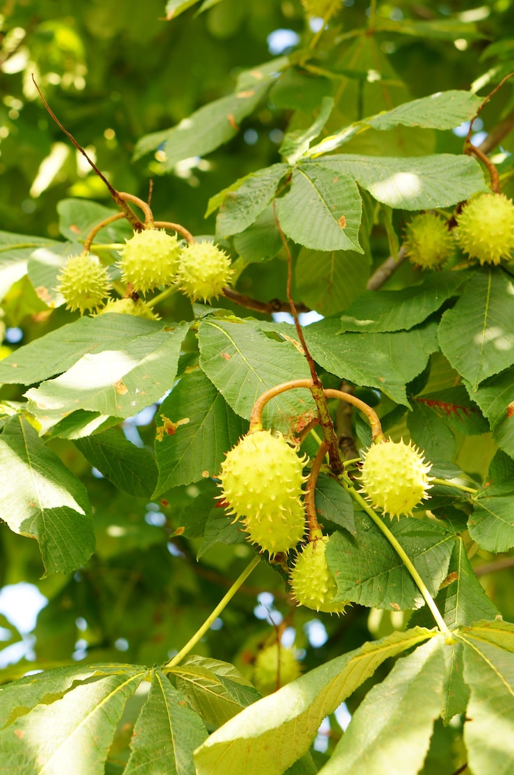 Foto grátis closeup de castanhas verdes em uma árvore com folhas verdes