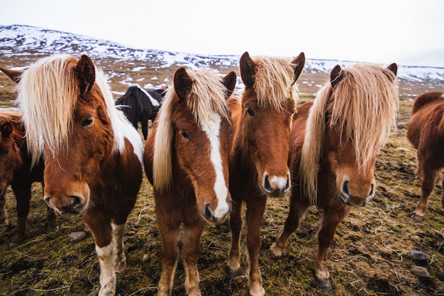 Closeup de cavalos islandeses em um campo coberto de neve e grama sob um céu nublado na Islândia