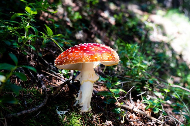 Closeup de cogumelo agárico mosca vermelho cercado por ervas daninhas