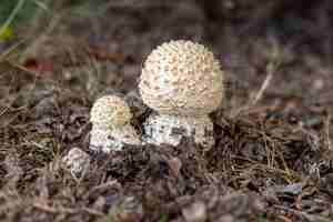 Foto grátis closeup de cogumelos agaricus cercado por galhos e grama com um borrão