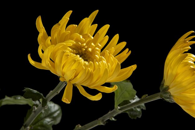 Closeup de crisântemos amarelos isolados