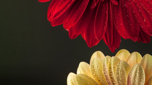 Closeup, de, dois, diferente, flores