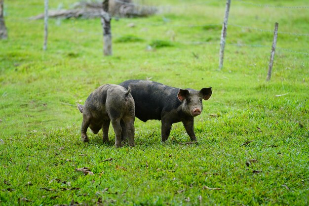 Closeup de dois porcos selvagens andando em um campo gramado com um fundo desfocado na República Dominicana