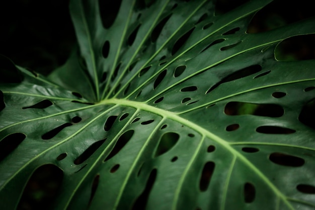 Closeup, de, exoticas, philodendron, folha