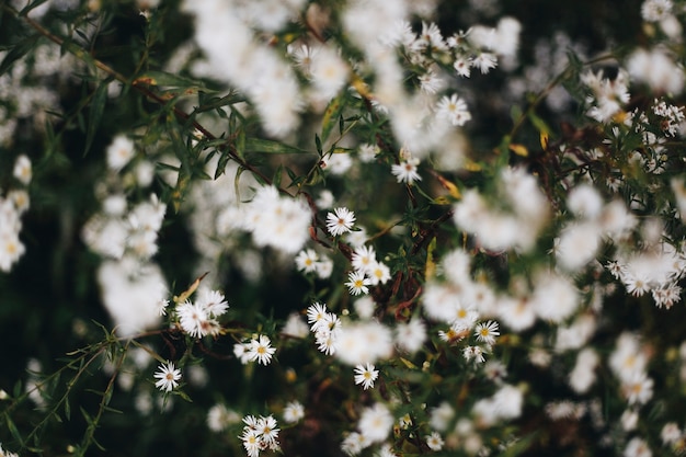 Closeup, de, flor branca cortador