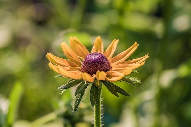 Closeup de flor rudbeckia