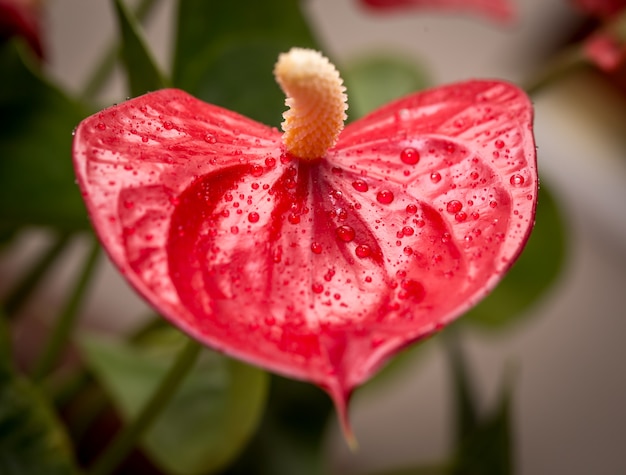 Closeup de flor vermelha exótica com gotas de água