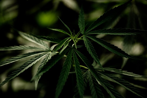 Closeup de folha de maconha cannabis