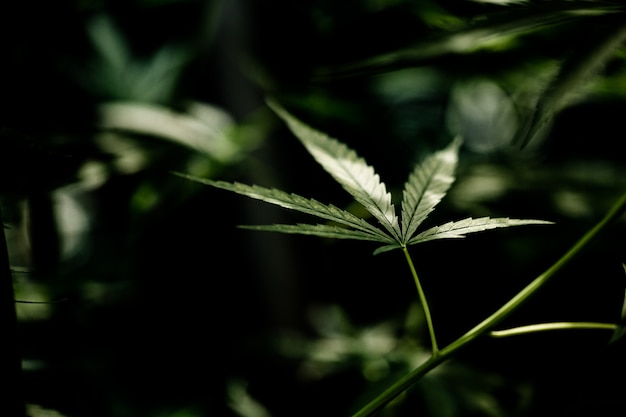 Foto grátis closeup de folha de maconha cannabis