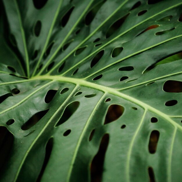 Closeup de folha tropical philodendron