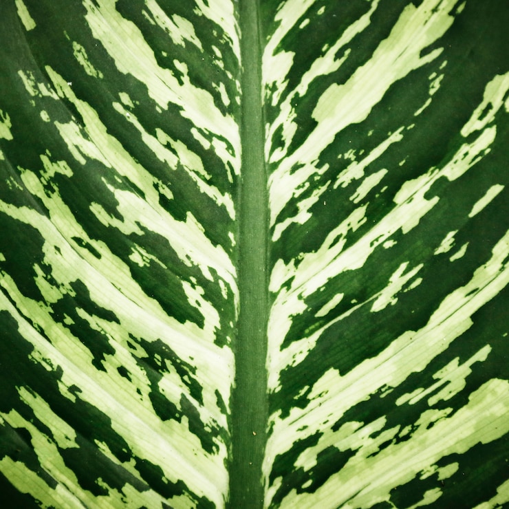 Foto grátis closeup de folha tropical verde e branco lindo