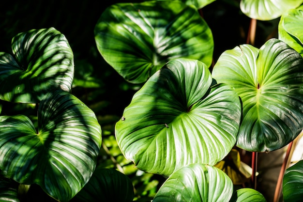 Closeup, de, folha verde, textured, fundo