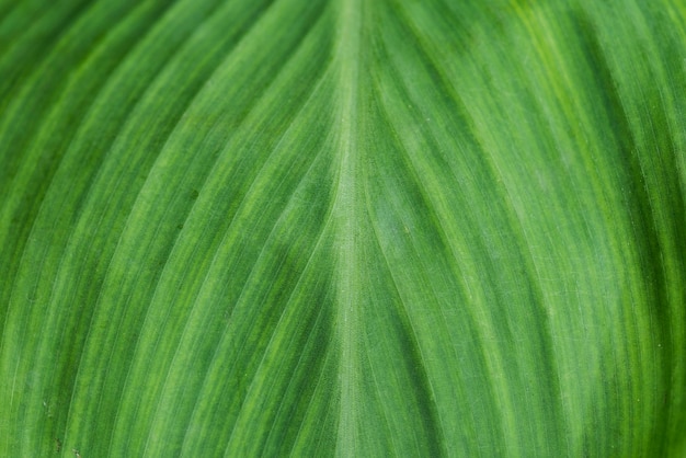 Closeup, de, folha verde, textured, fundo