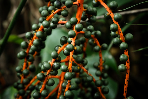 Closeup de frutos silvestres com fundo desfocado