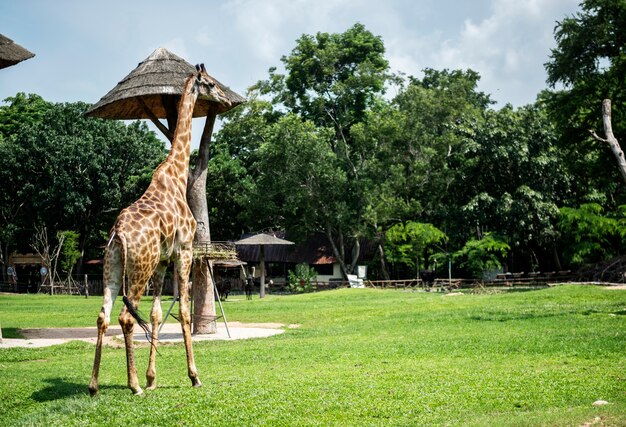 Closeup de girafa no zoológico