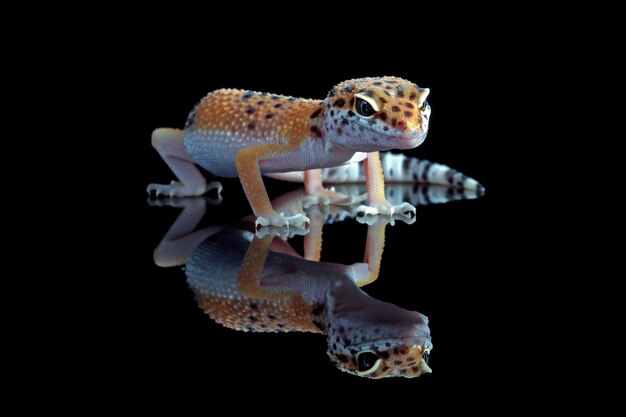 Closeup de lagartixa-leaopard em reflexo com fundo preto Closeup de lagartixa-leopard em close-up de animais de fundo preto