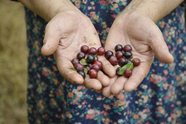 Closeup de mãos de mulher sênior segurando algumas ameixas frescas de primavera