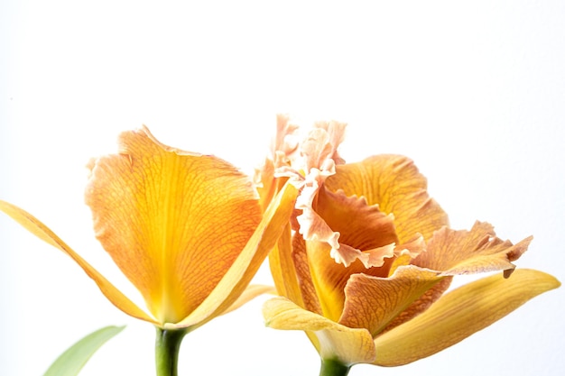 Closeup de orquídea tailandesa em um fundo desfocado isolado